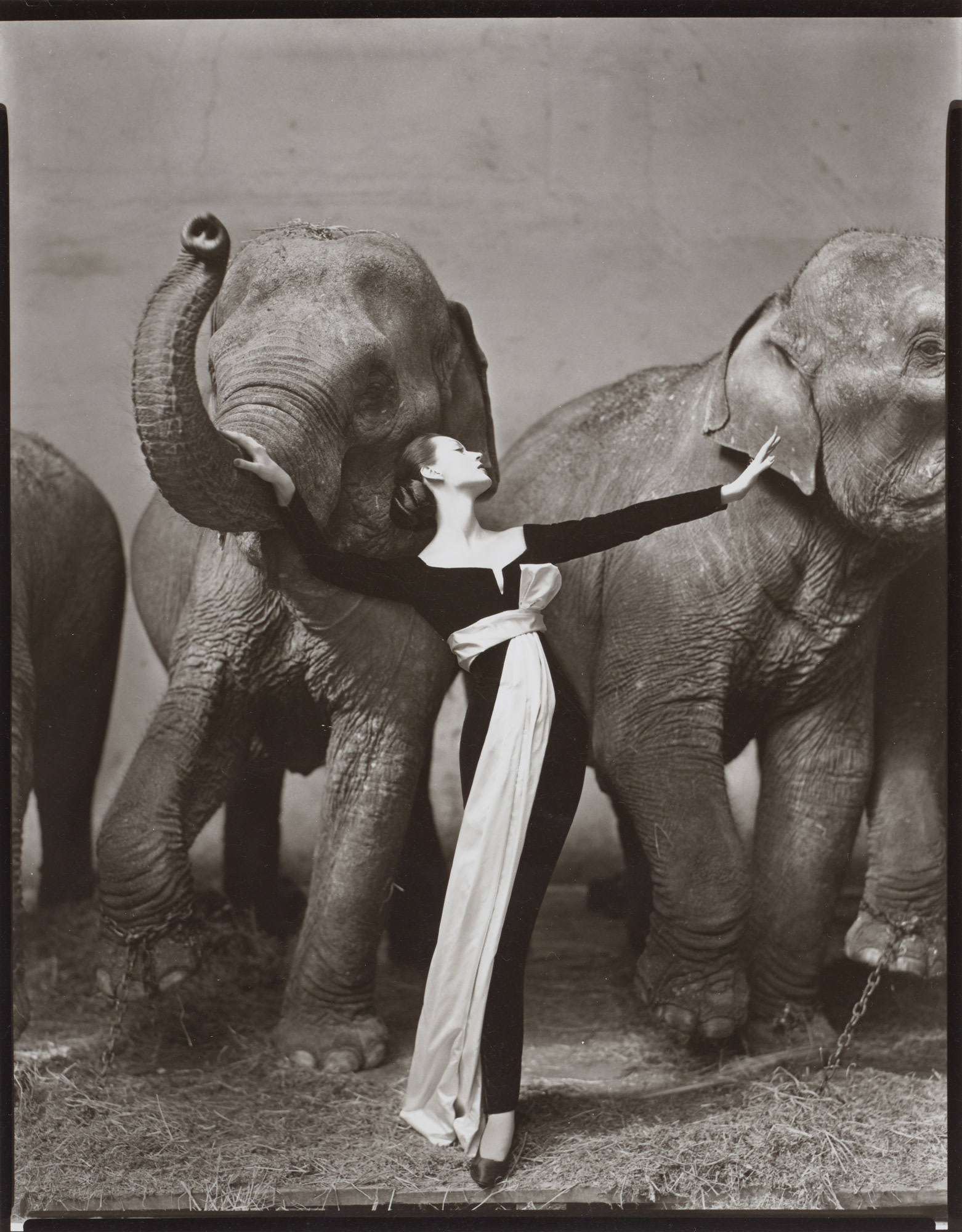 <p><strong>RICHARD AVEDON</strong><em>&nbsp;Dovima with elephants, Evening dress by Dior, Cirque d&rsquo;Hiver, Paris, August,</em>&nbsp;1955</p>
