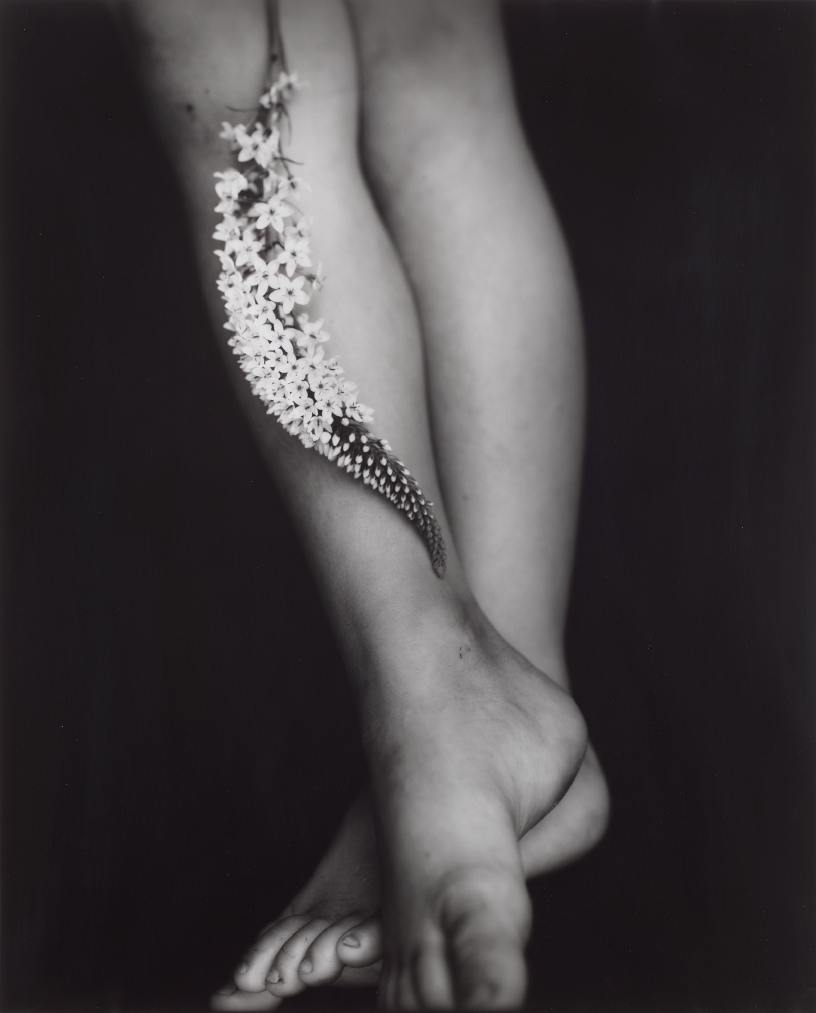 <p><strong>SALLY MANN</strong> <em>Gooseneck Loosestrife</em>, 1985</p>

