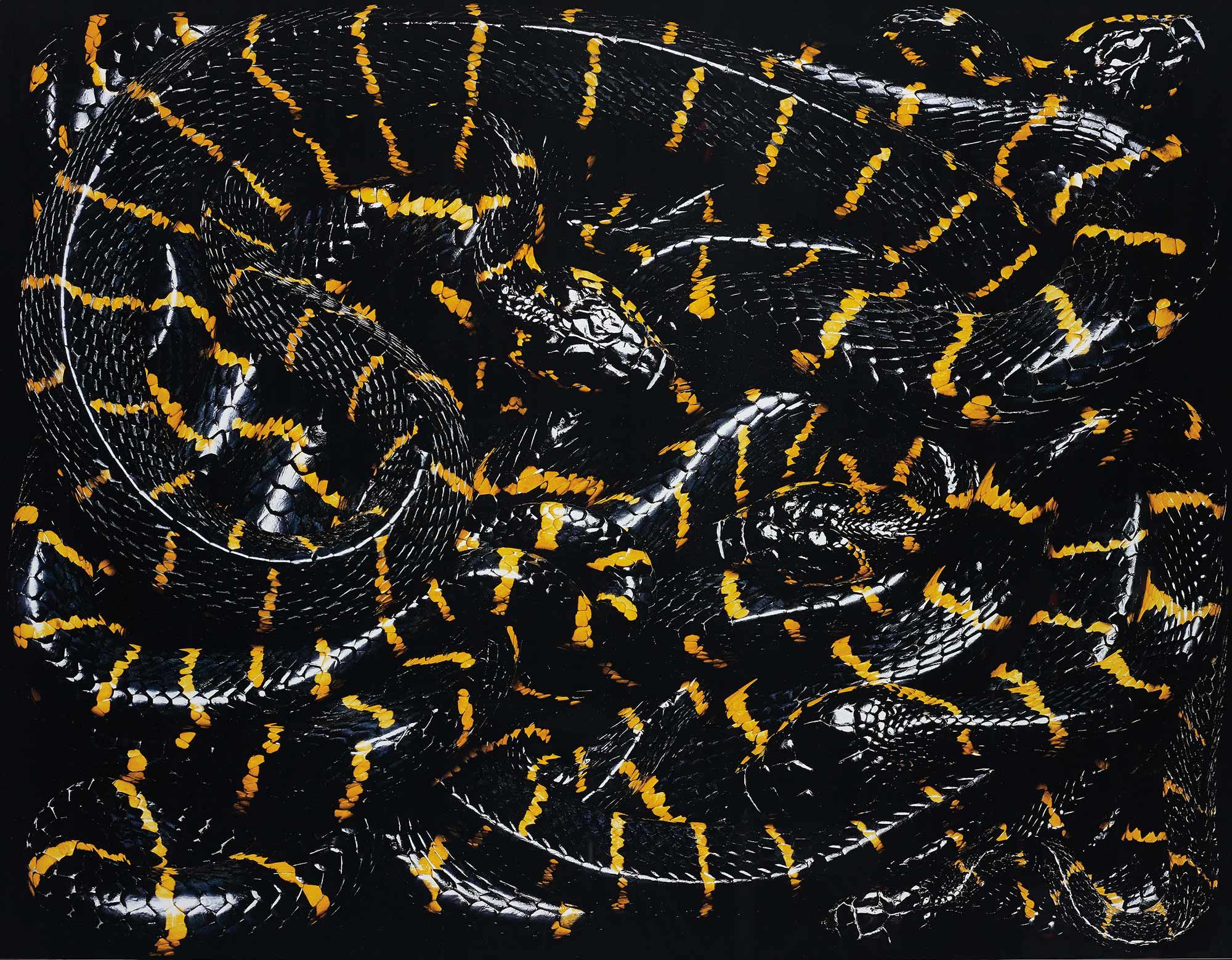 <b>GUIDO MOCAFICO</b> <i>Boiga Dendrophila Melanota</i> from <i>Serpens</i>, 2003<i></i>