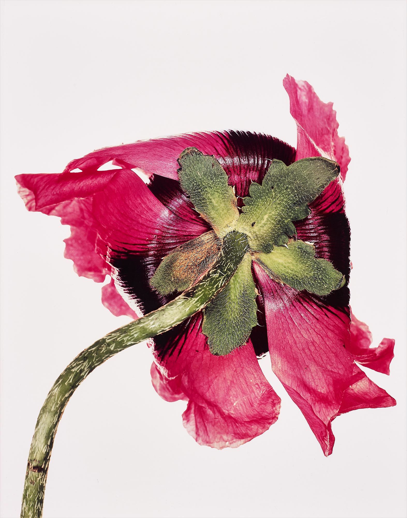 <b>IRVING PENN</b> <i>Single Oriental Poppy, New York</i>