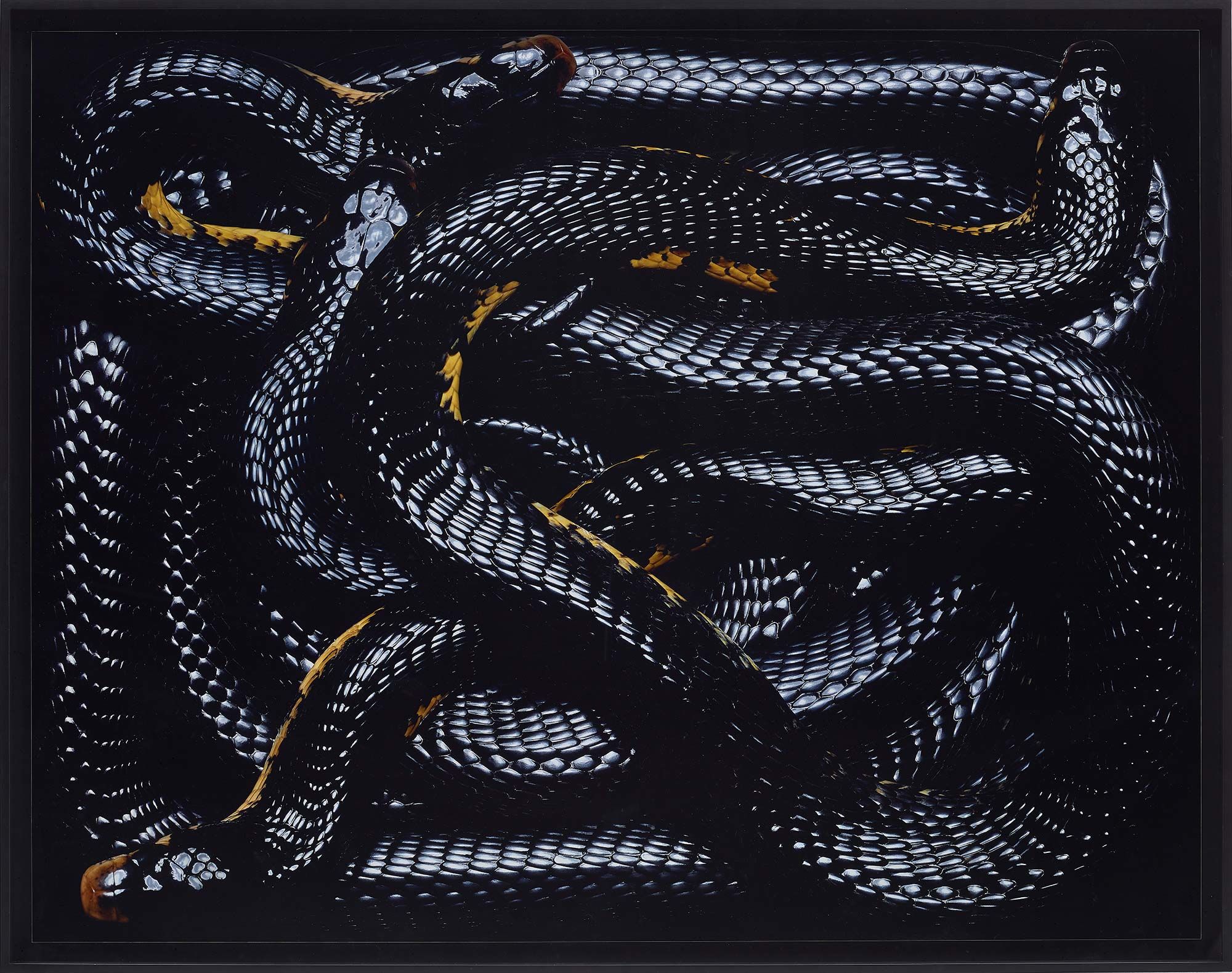 <b>GUIDO MOCAFICO<i> </i></b><i>Naja MelanoLeuca </i>from <i>Serpens<br />
<br />
</i>