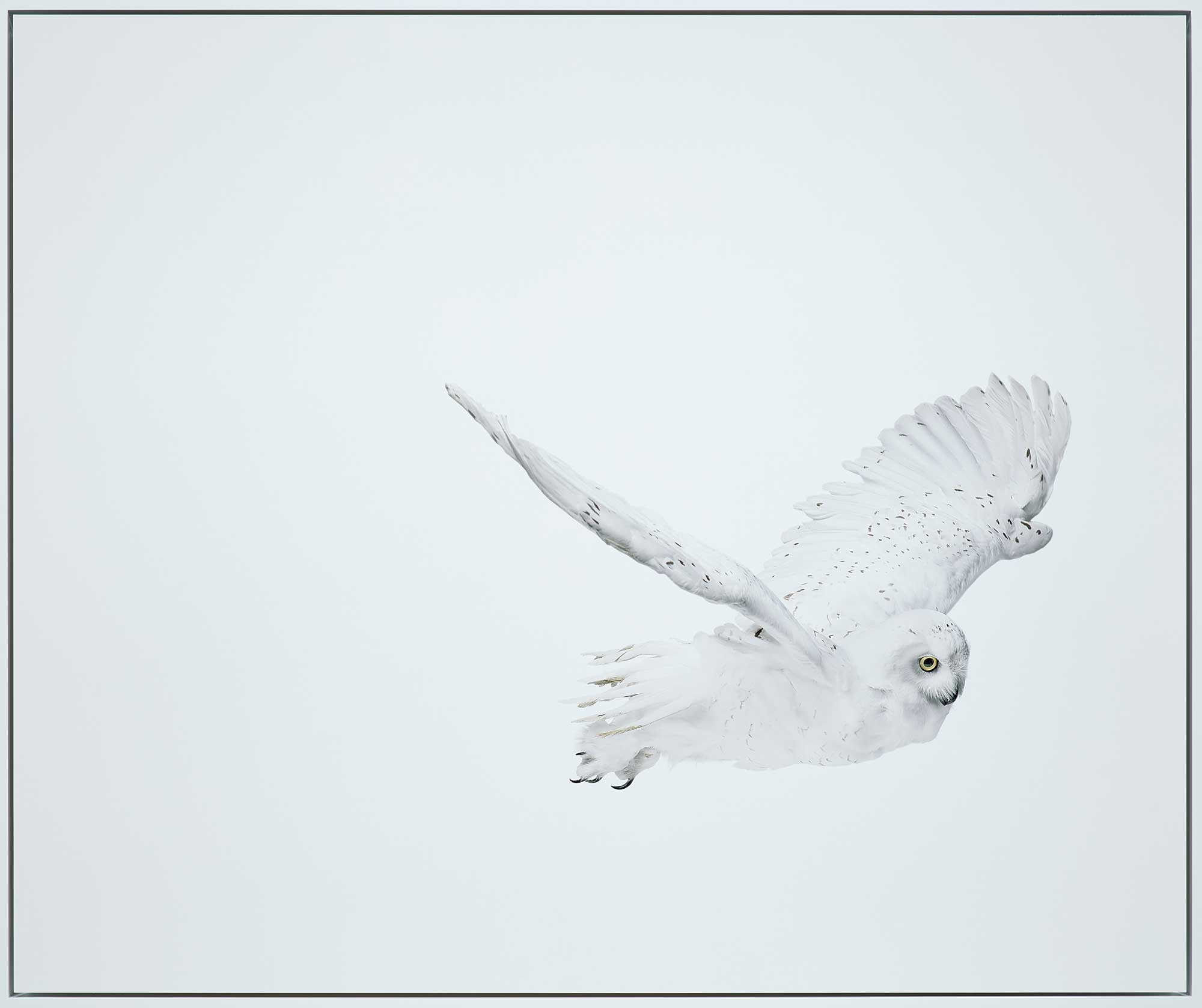 <p><strong>ANDREW ZUCKERMAN </strong><em>Snowy Owl 32</em>, 2008</p>