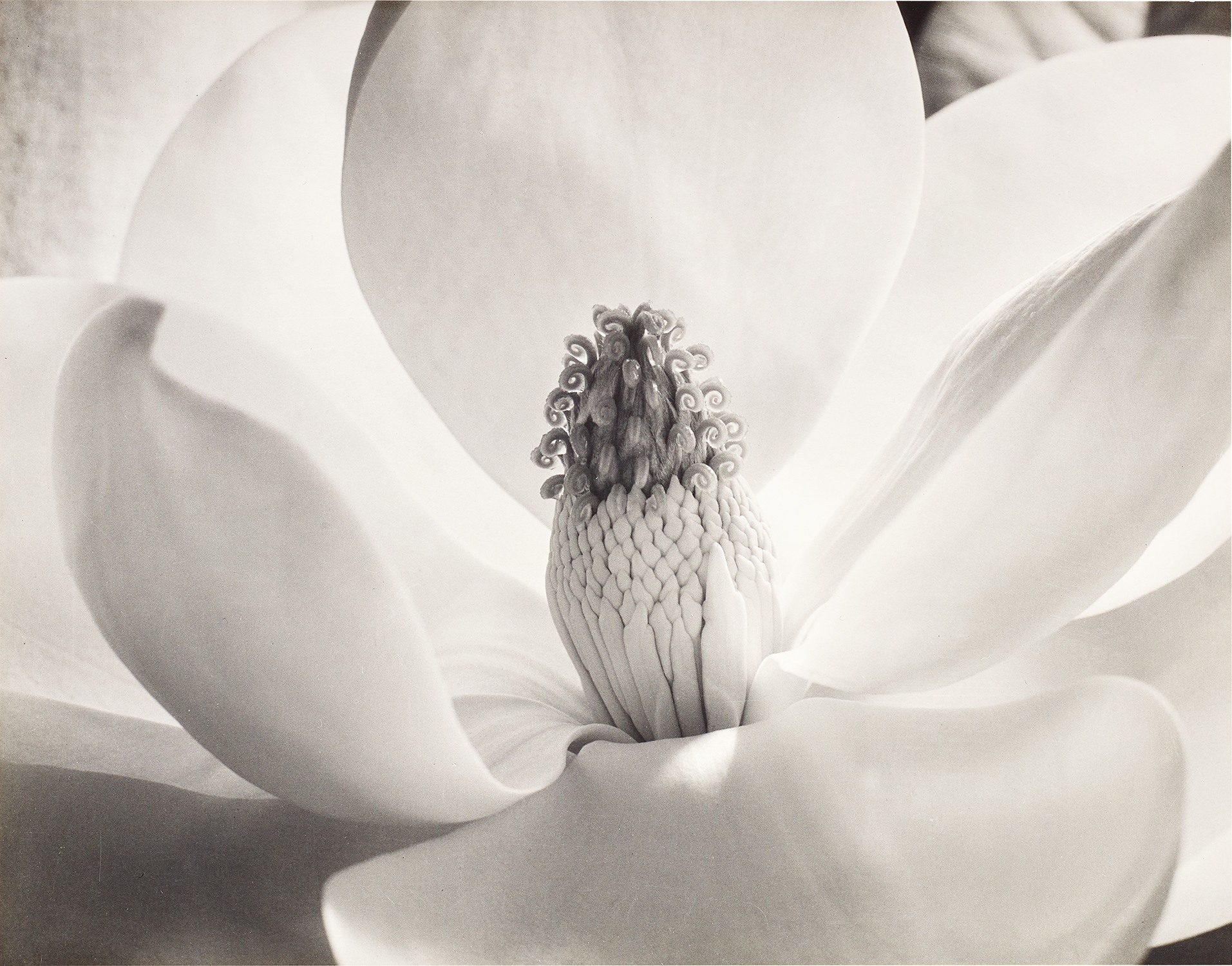 あいり様　Imogen Cunningham ［FLORA］ Imogen Cunningham, Magnolia Blossom (Tower of Jewels), 1925