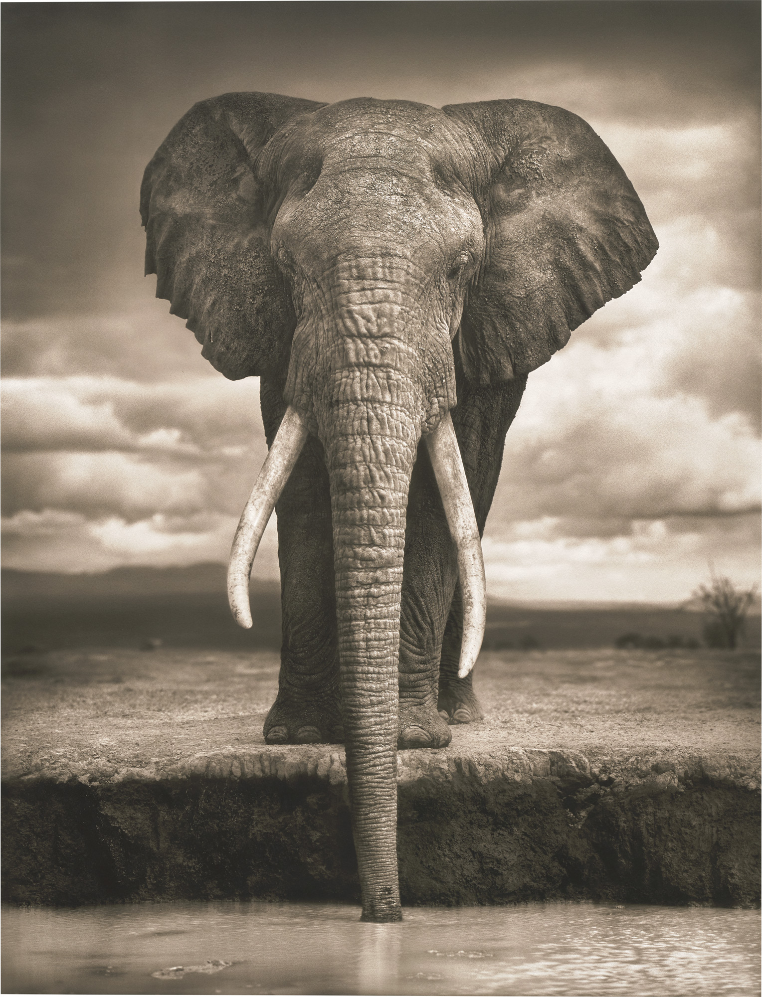 <p><strong>NICK BRANDT</strong> <em>Elephant Drinking, Amboseli</em>, 2007</p>