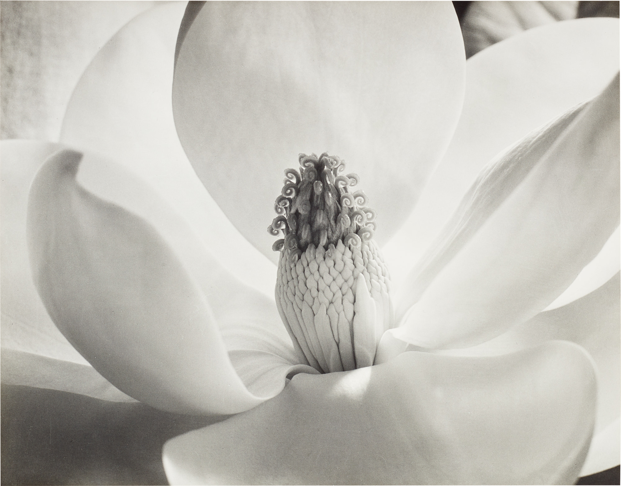 <p><strong>IMOGEN CUNNINGHAM</strong> <em>Magnolia Blossom</em>, 1925</p>