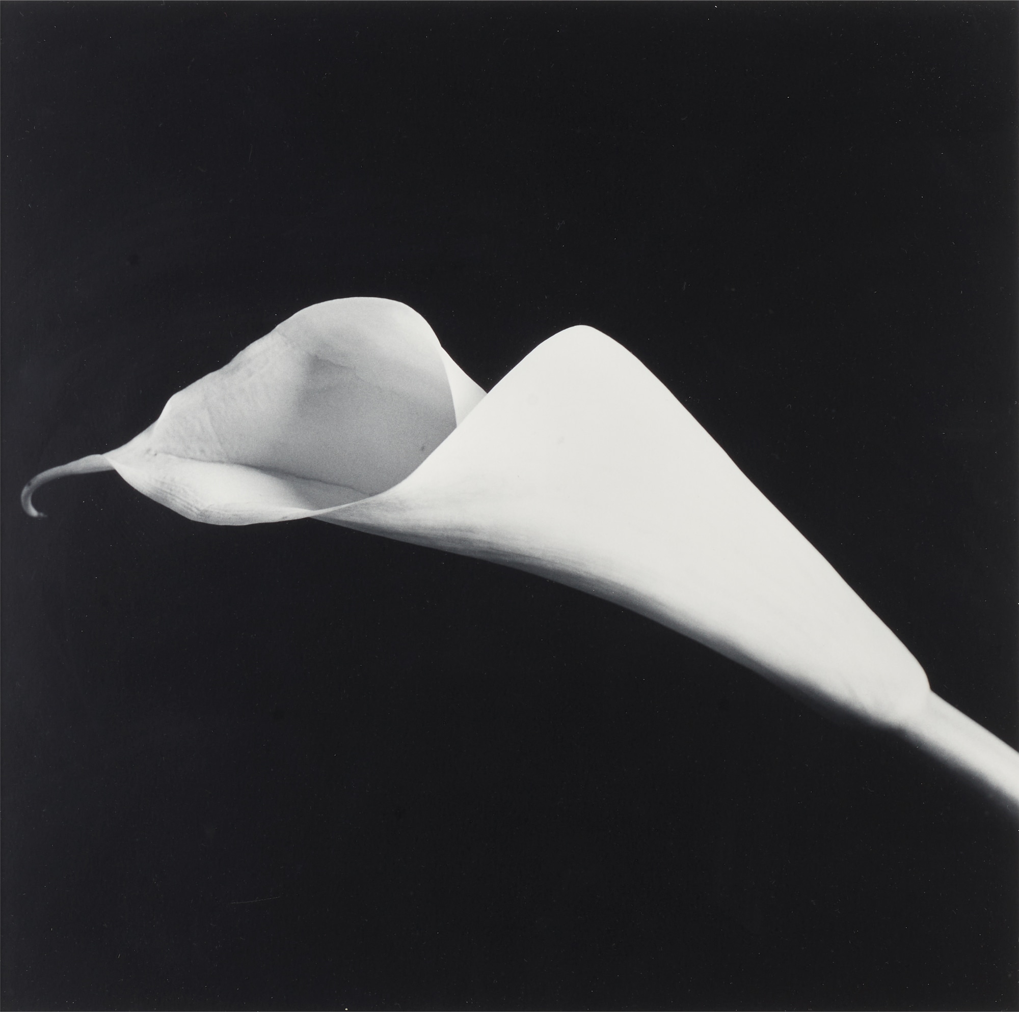 <p><strong>ROBERT MAPPLETHORPE</strong>&nbsp;<em>Calla Lily,</em>&nbsp;1985</p>
