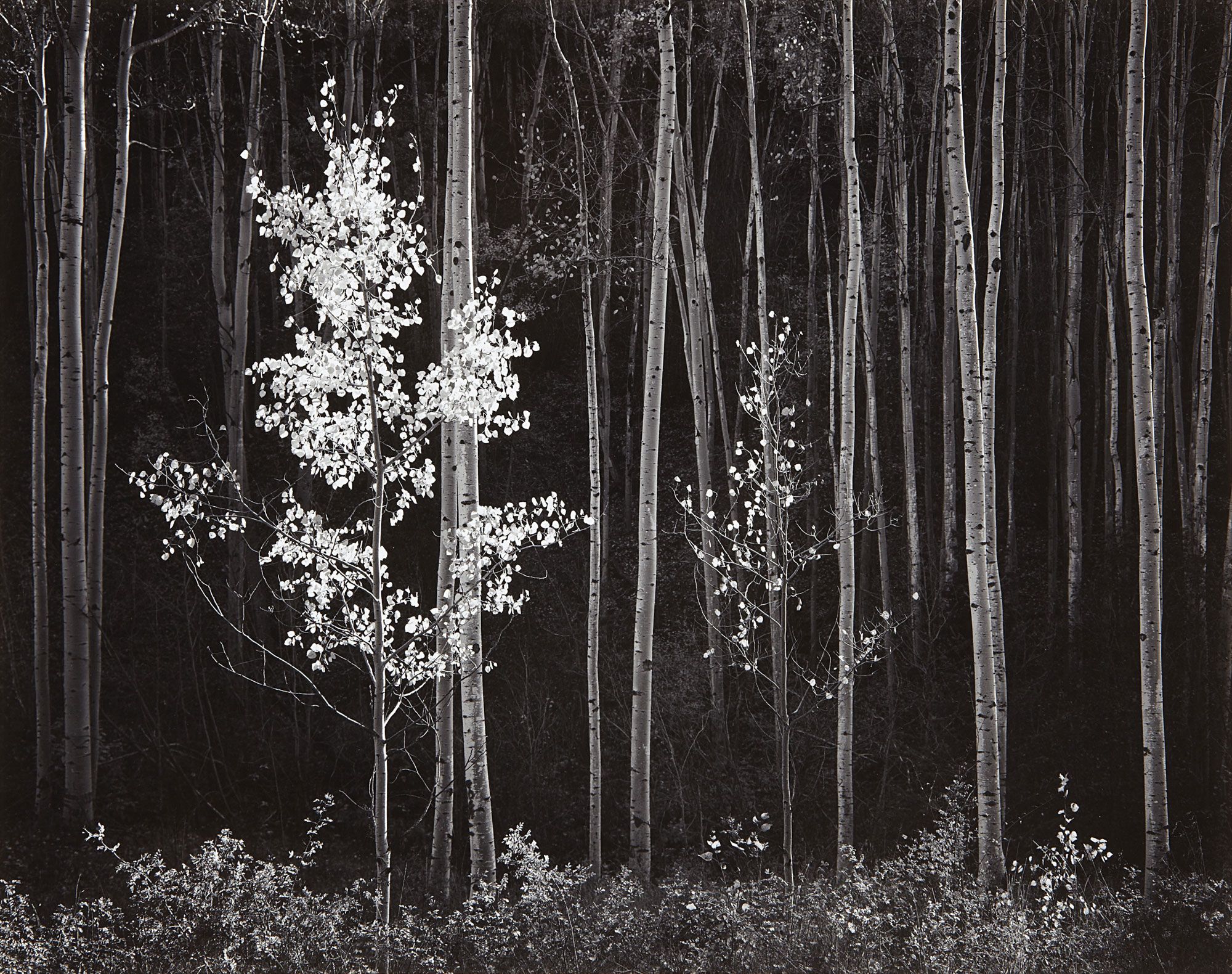 <b>ANSEL ADAMS</b> <i>Aspens, Northern New Mexico</i>, 1958