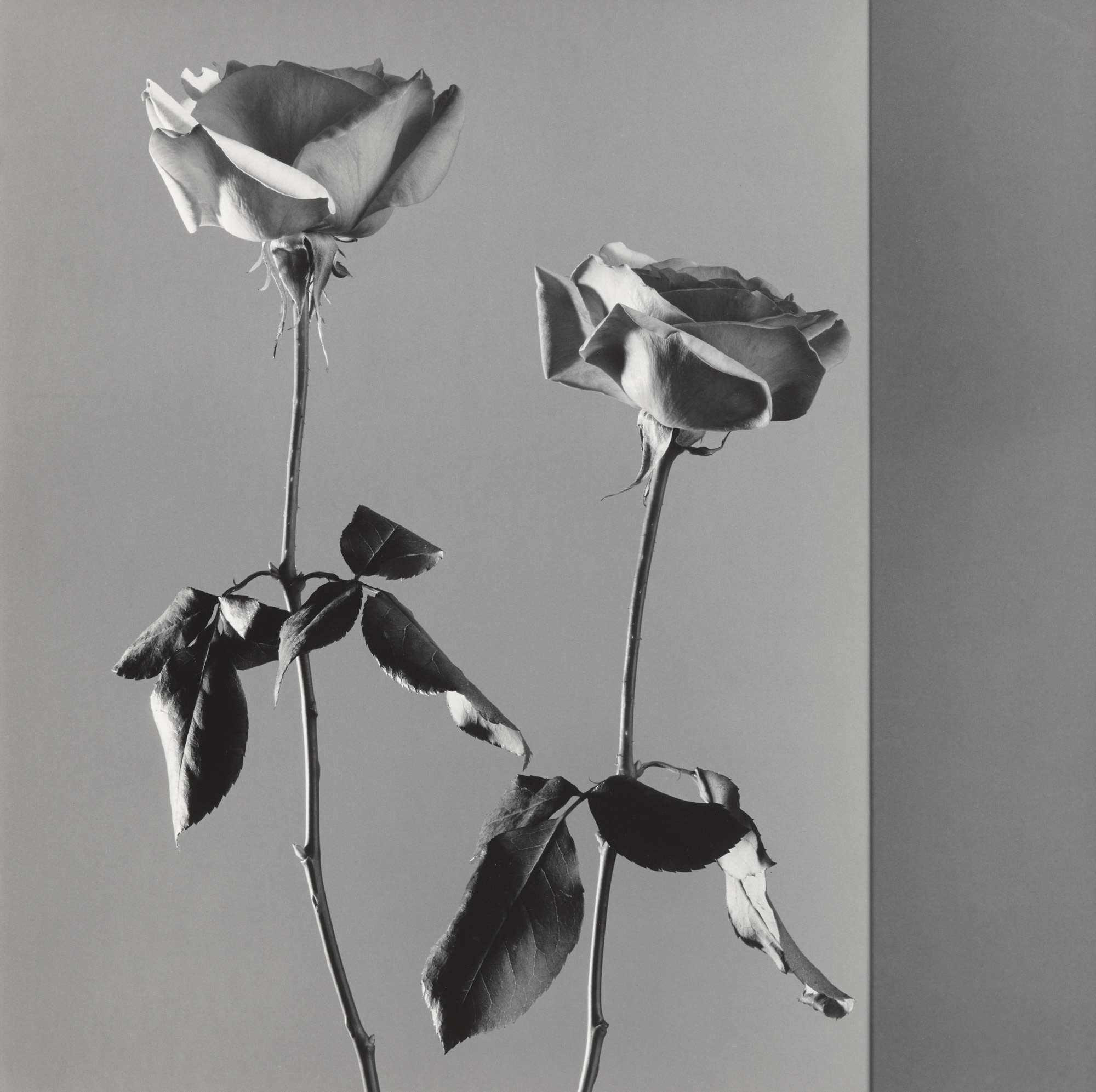 <p><strong>ROBERT MAPPLETHORPE</strong><em> Roses</em>, 1988</p>