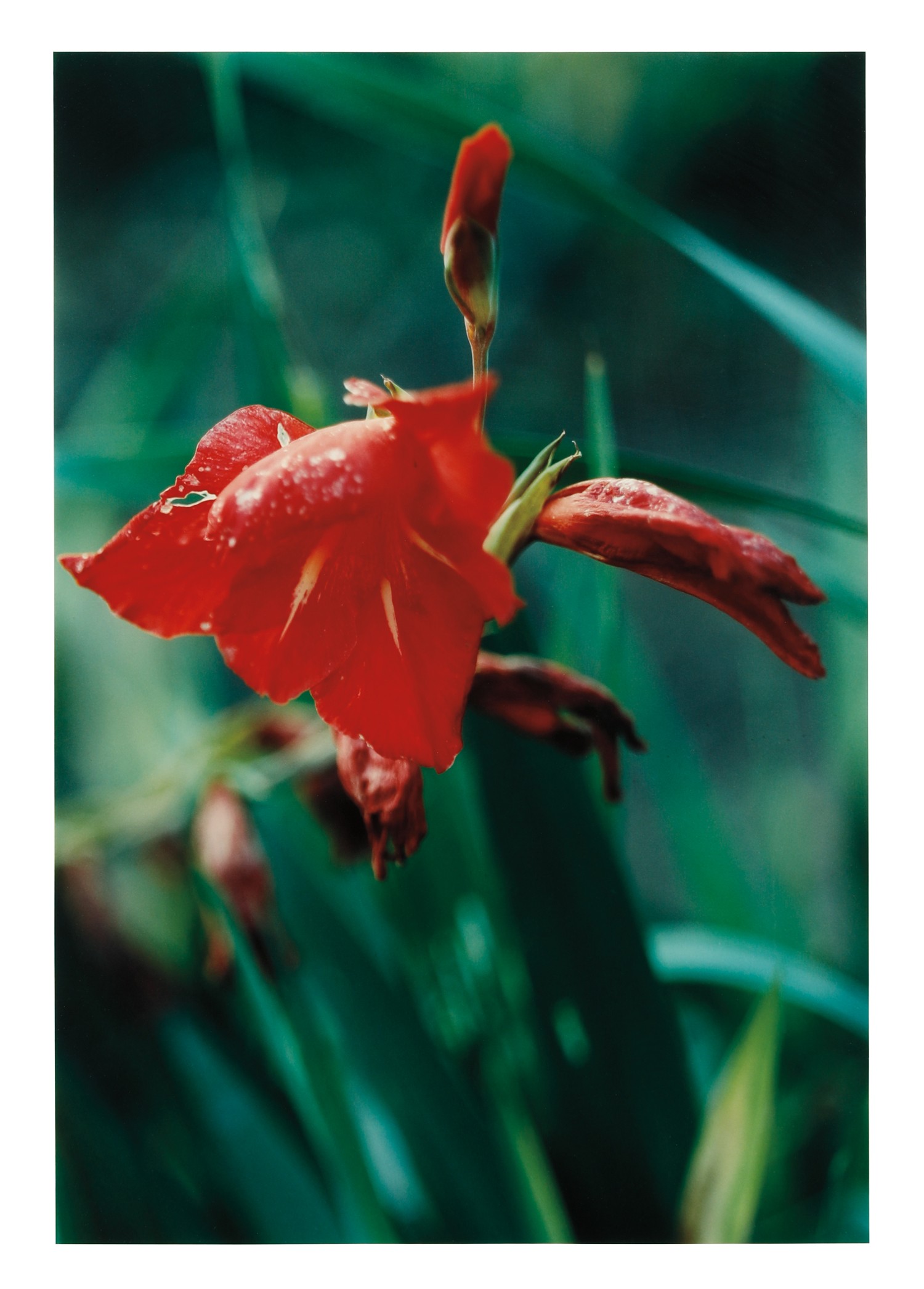 <p><strong>THOMAS STRUTH </strong><em>Pflanze No. 22, Rote Gladaiolen, Winterthur</em>, 1992</p>