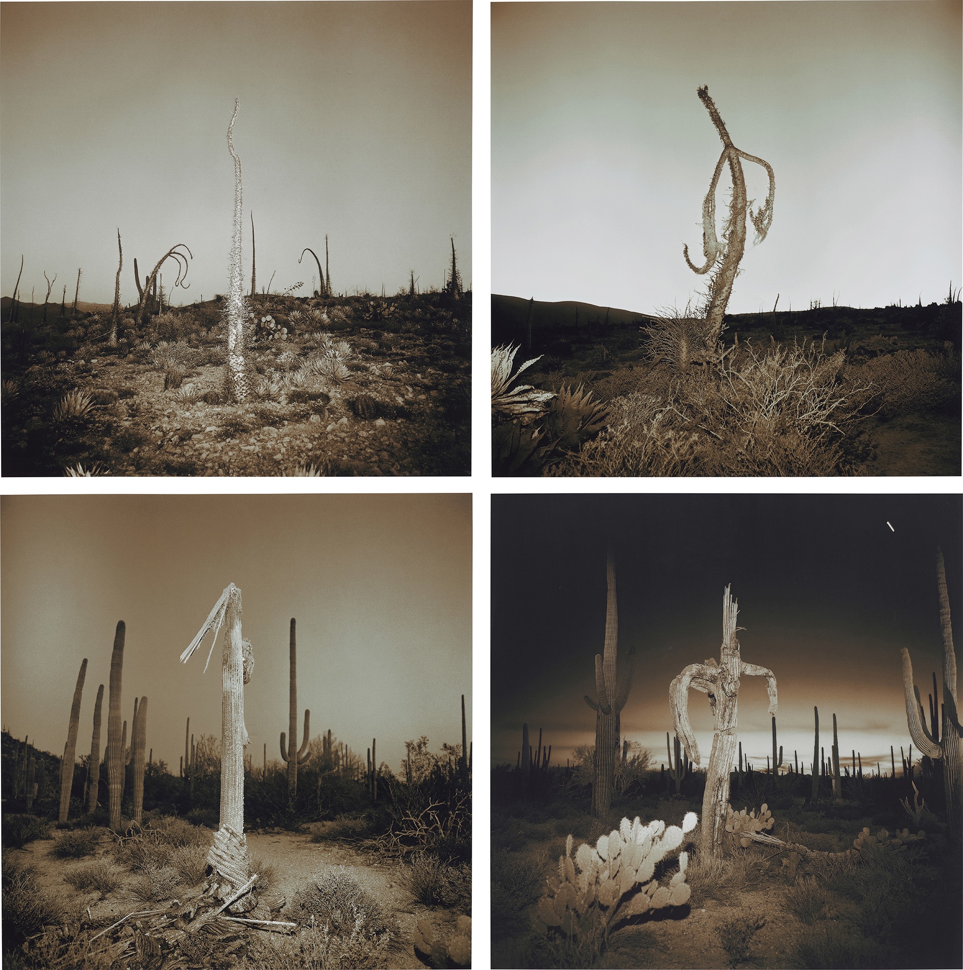 <p><strong>RICHARD MISRACH</strong> Four works: (i) <em>Boojan Tre</em>e, 1996/1999; (ii) <em>Boojan Tree</em>, 1996/1999; (iii)<em> Saguaro Cactus,</em> 1995/1999; (iv) <em>Saguaro Cactus2 ,</em> 1995/1999</p>