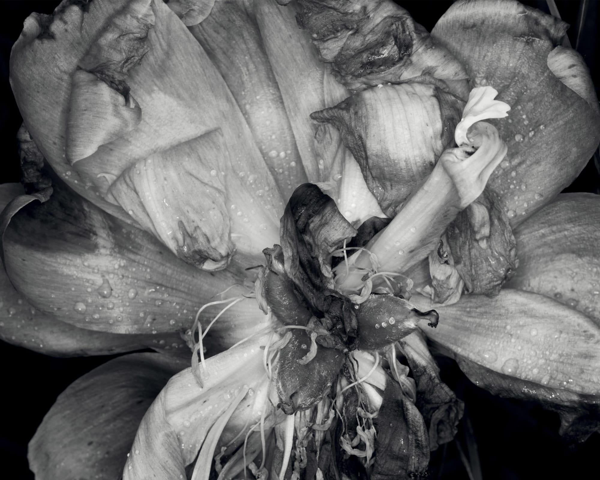 Denis Piel: SOIL Association