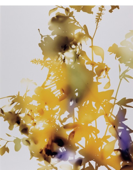 ジェームス・ウェリング 写真集　JAMES WELLING FLOWERS ジェームス・ウェリング 写真集 JAMES WELLING FLOWERS