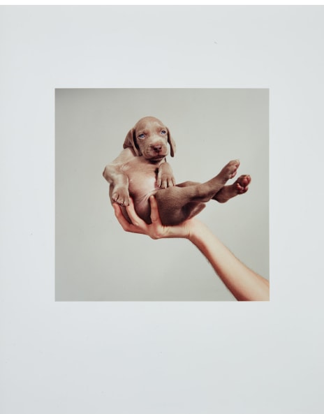 William Wegman: Works for Sale, Upcoming Auctions & Past Results