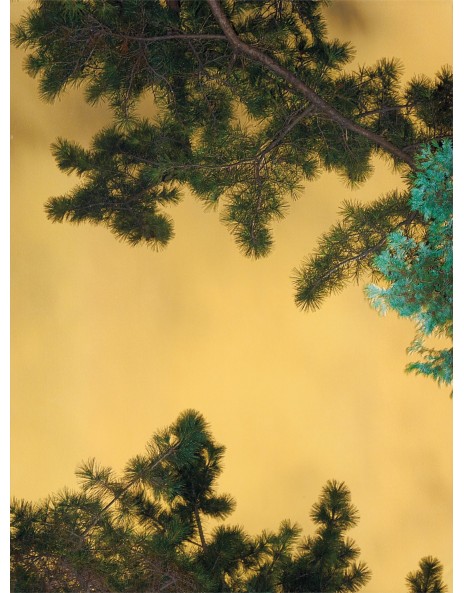 Yoshinori Mizutani: Works for Sale, Upcoming Auctions & Past