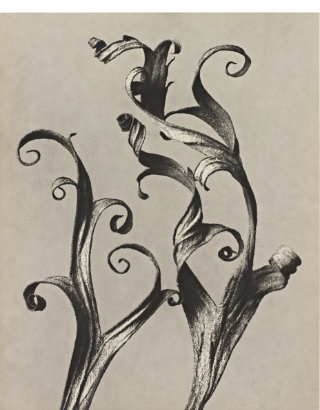 Karl Blossfeldt: Works for Sale, Upcoming Auctions & Past