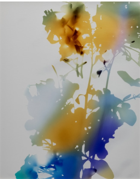 ジェームス・ウェリング 写真集　JAMES WELLING FLOWERS JAMES WELLING | 'UNTITLED' (FLOWERS) | Legends, Landscapes