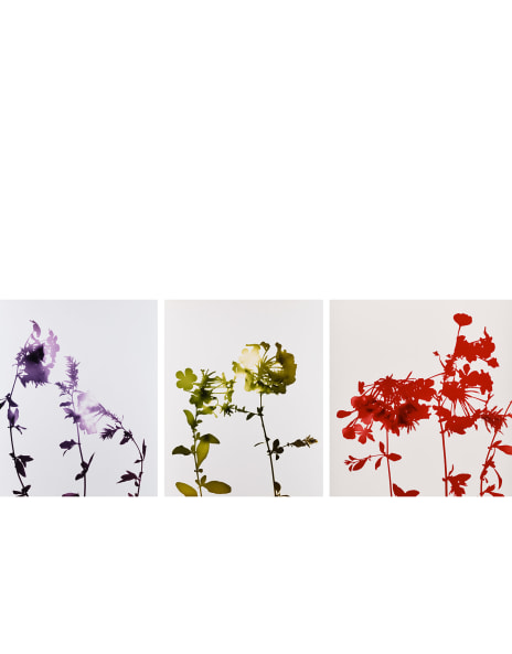 James Welling: Works for Sale, Upcoming Auctions & Past Results