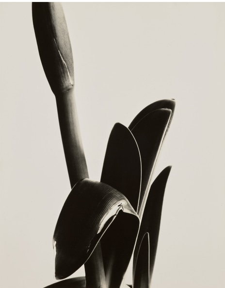 洋書 Mother's Days Imogen Cunningham Mother's Days. Photographs by Imogen Cunningham - photo-eye