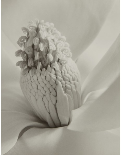 Imogen Cunningham: Works for Sale, Upcoming Auctions & Past Results