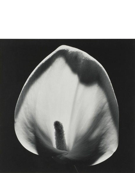 Robert Mapplethorpe: Works for Sale, Upcoming Auctions Robert Mapplethorpe: Works for Sale, Upcoming Auctions