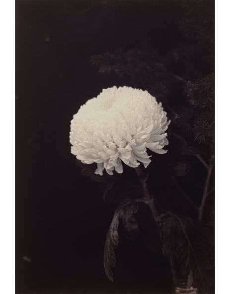 Wolfgang Tillmans: Works for Sale, Upcoming Auctions & Past Results