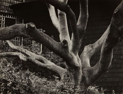 Dorothea Lange - Oak Tree, Euclid Avenue, Berkeley