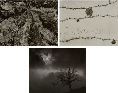 Ruth Bernhard - Inside the Photograp Lot 35 October 2023