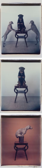 William Wegman Three Works I Big Furniture Ii Bob S Big Boy