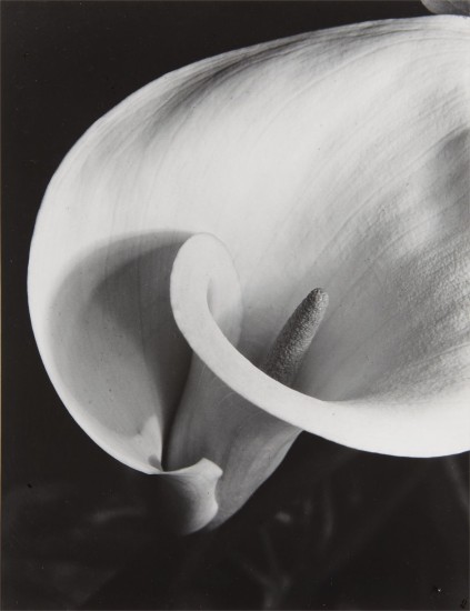 Imogen Cunningham - Photographs New York Tuesday, April 3, 2012 | Phillips