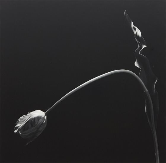 【全品送料無料】 Lot Photographs - Mapplethorpe Robert 140 2014 September アート写真