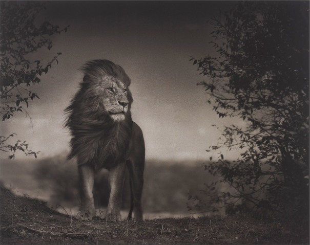 Nick Brandt - Photographs London Wednesday, November 6, 2013 | Phillips