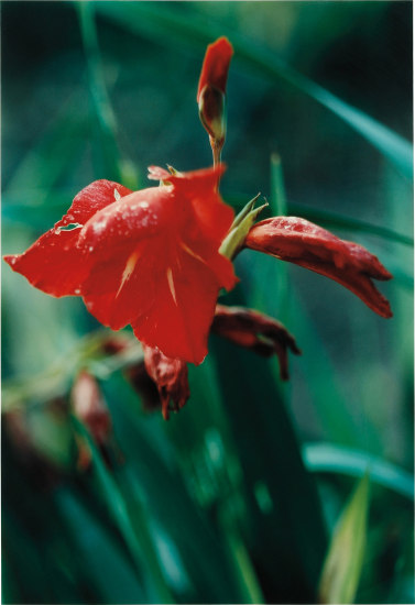 Luigi Ghirri - Heatwave London Lot 17 July 2020