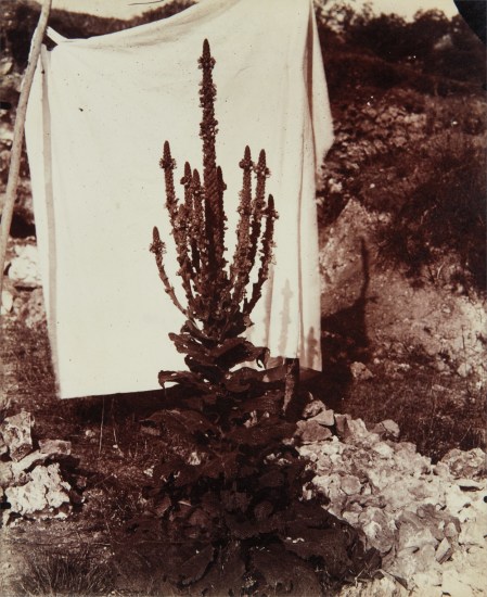 Eugène Atget Bouillon Blanc En Fleur 1896 1900 Phillips