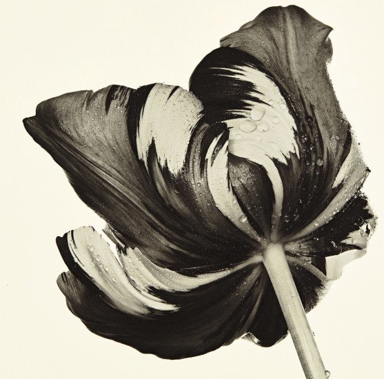 Irving Penn Cottage Tulip Sorbet New York 1967 Phillips