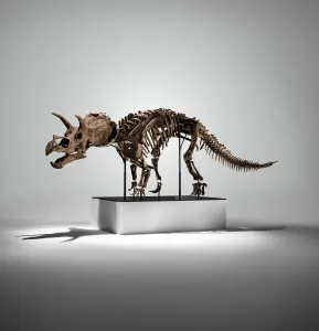 邦楽 THE GREAT SKELETON'S ~ / TRICERATOPS LP Rare Complete Triceratops Skeleton Snags $5.5 Million at Auction